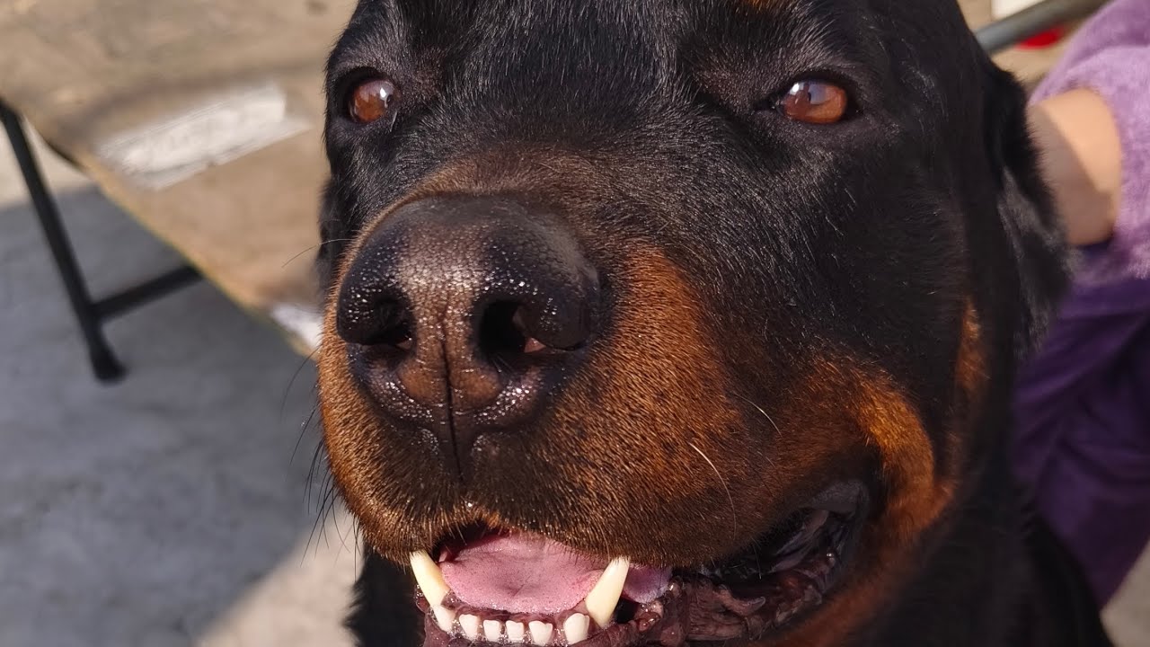 Rottweiler otis Darr gyaa Stray puppy ko dekh ke 