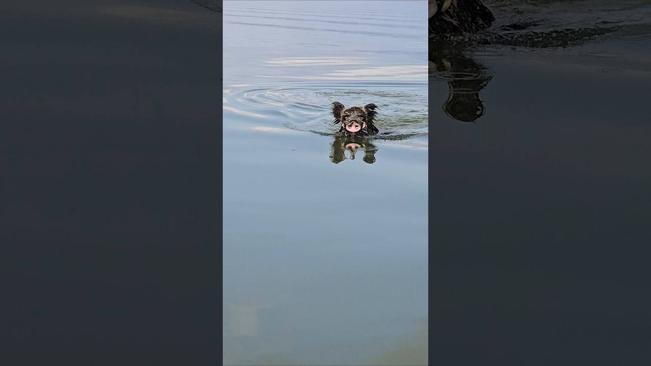 G&ouml;l&uuml; y&uuml;zerek ge&ccedil;en azılı yaban domuzu!Wild boar hunting #okaysahin #wildboarhunting #youtubeshorts