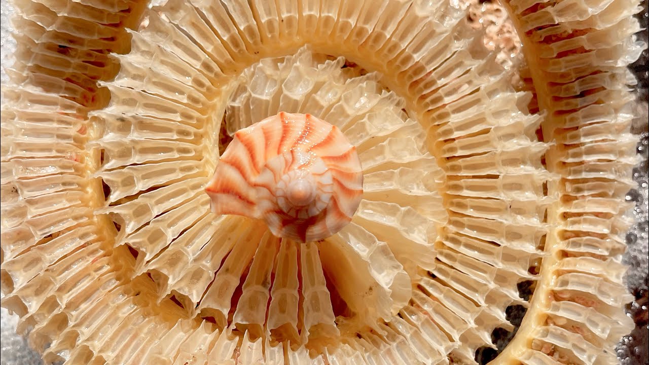 How to ID Seashell Egg Casings - Florida Conchs, Moonsnails, Murexes, Tulips, Whelks and more!