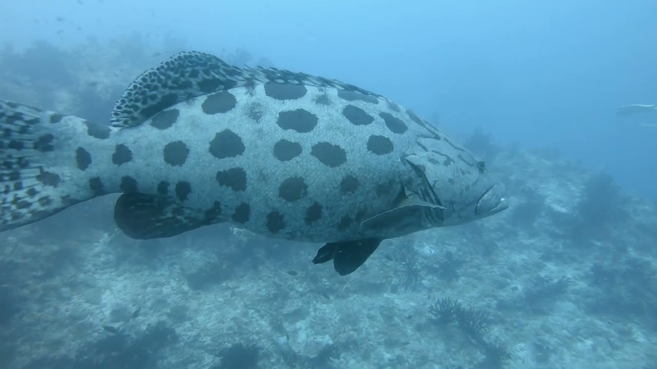 Merou-patate (Epinephelus tukula)