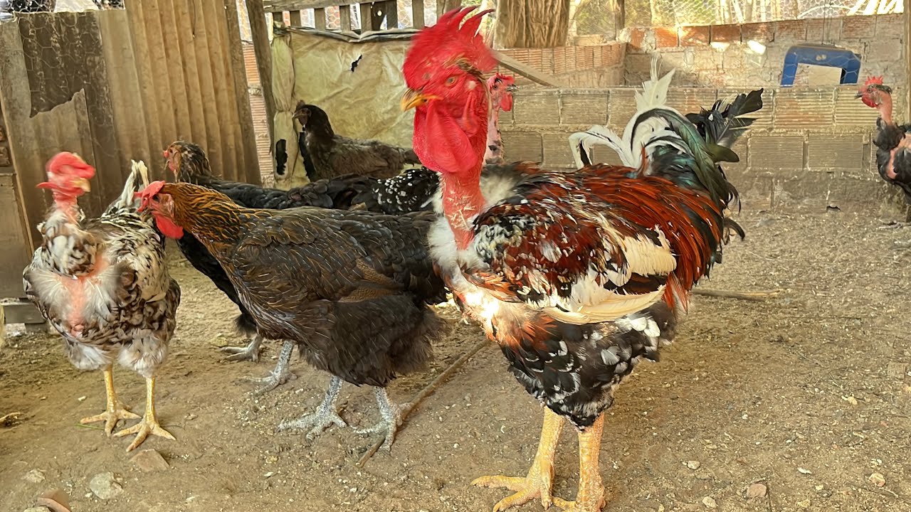 A CRIAÇÃO DE GALINHAS BALÃO DE GRANDE PORTE NO DIA DIA DA CRIAÇÃO #sertanejo 