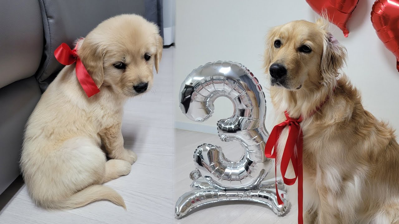 새끼 골든리트리버의 성장ㅣ태어나서 3살이 되기까지