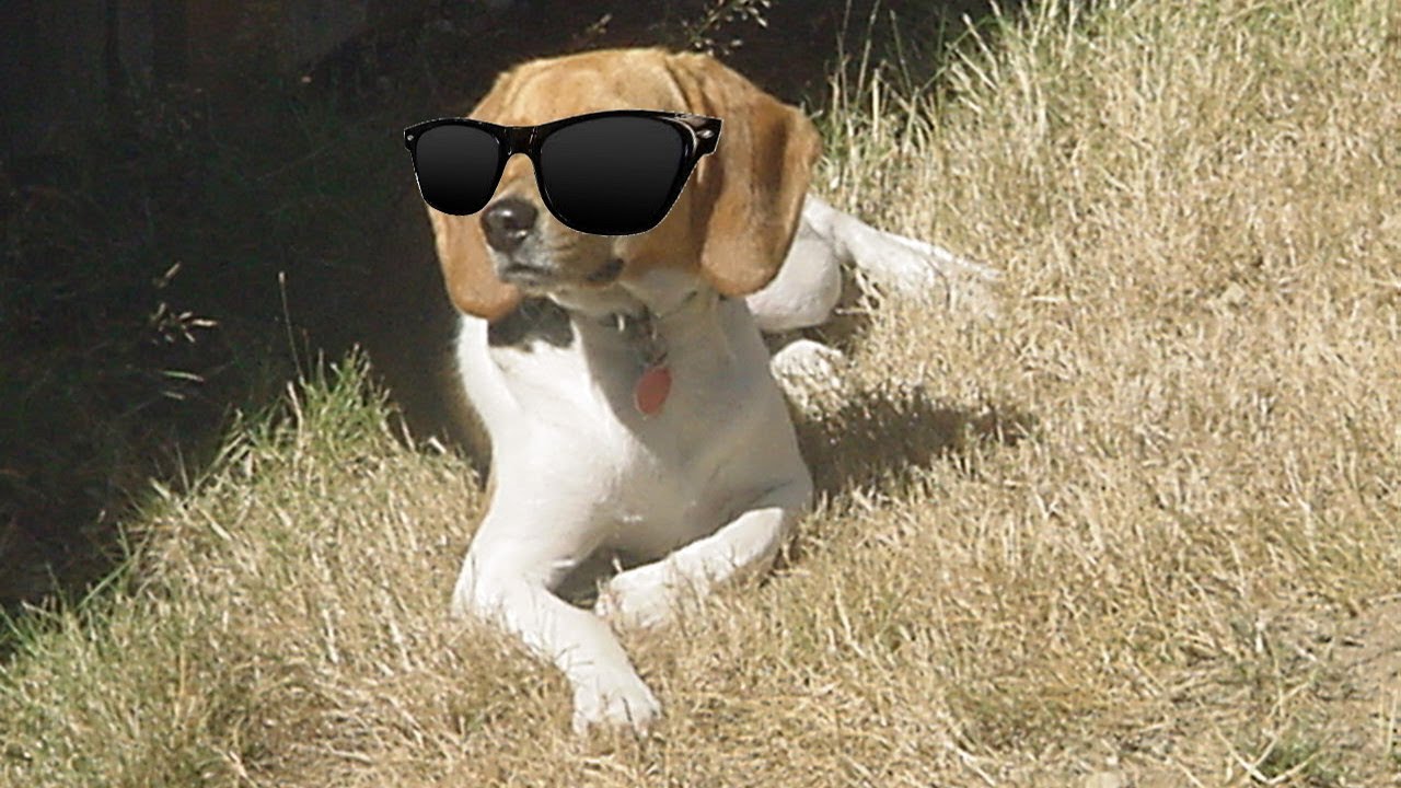 The Greatest Super Hero Dog (Project Uber Hound)