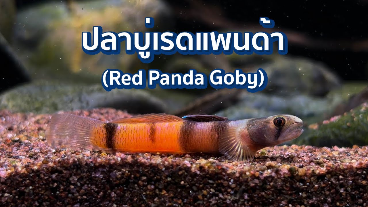ปลาบู่เรดแพนด้า Sicyopus zosterophorus ที่มาของคำว่า 