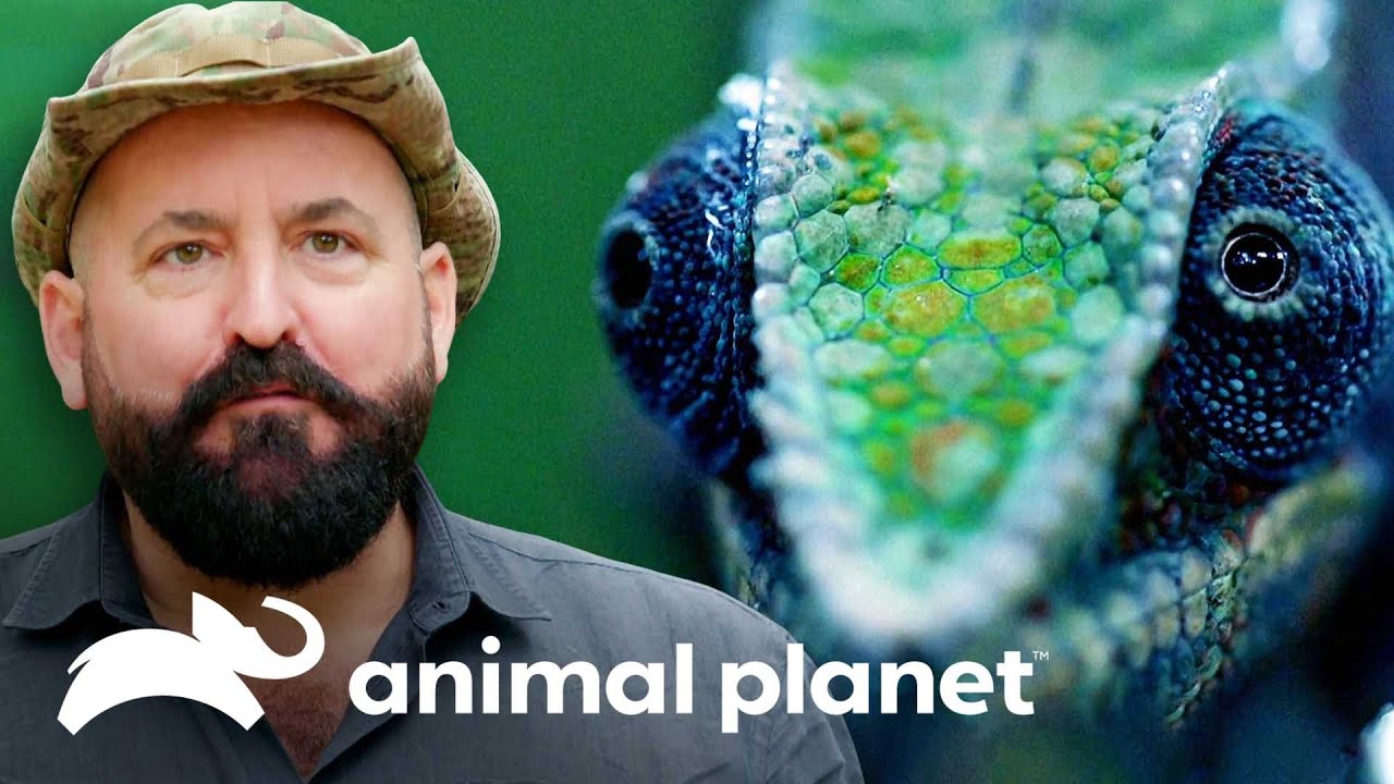 Em busca do camaleão-pantera em Madagascar | Pequenos Gigantes da Natureza | Animal Planet Brasil