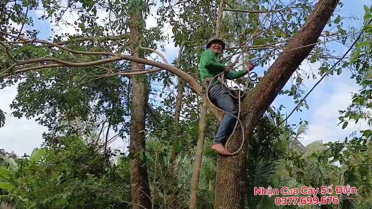 Cưa Cây Còng Và Bạch Đằng 20m