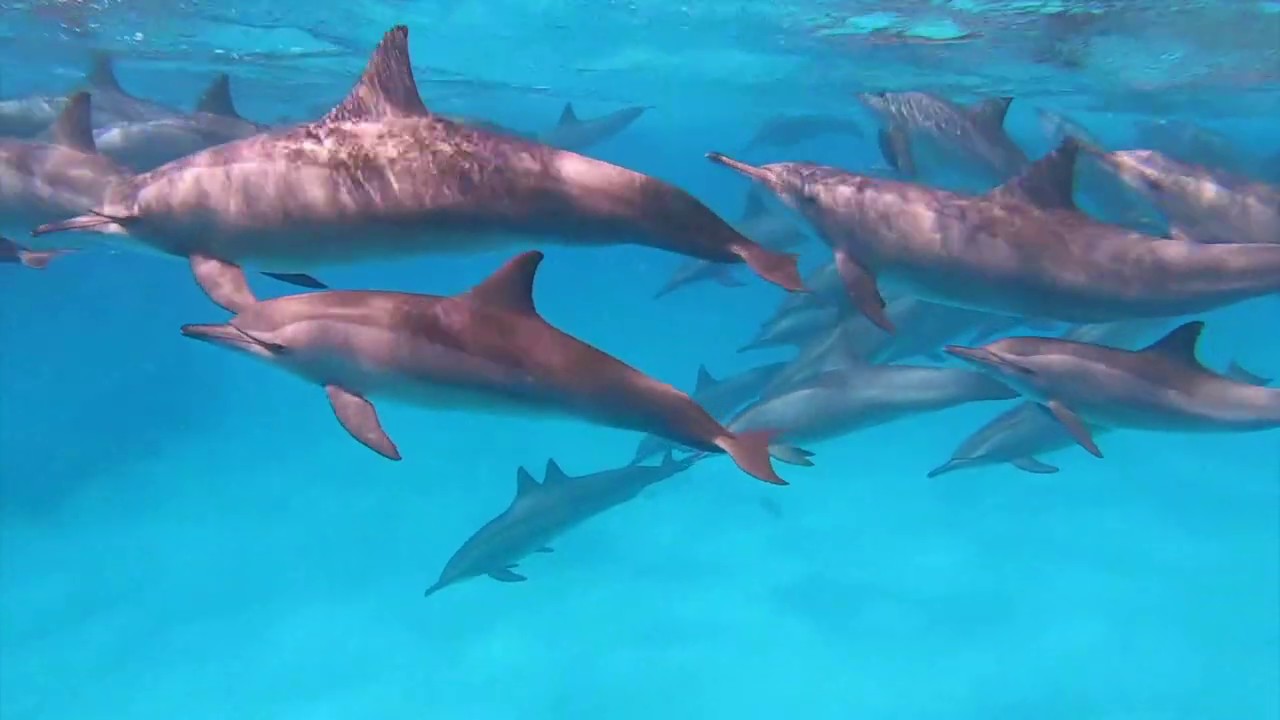 Egypt | Best Places to Snorkel in Marsa Alam and Sharm el Sheikh