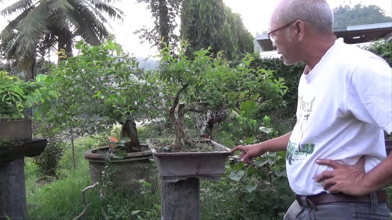A Day in the Life of Bonsai Iligan: Training a  Crepe Myrtle for Bonsai