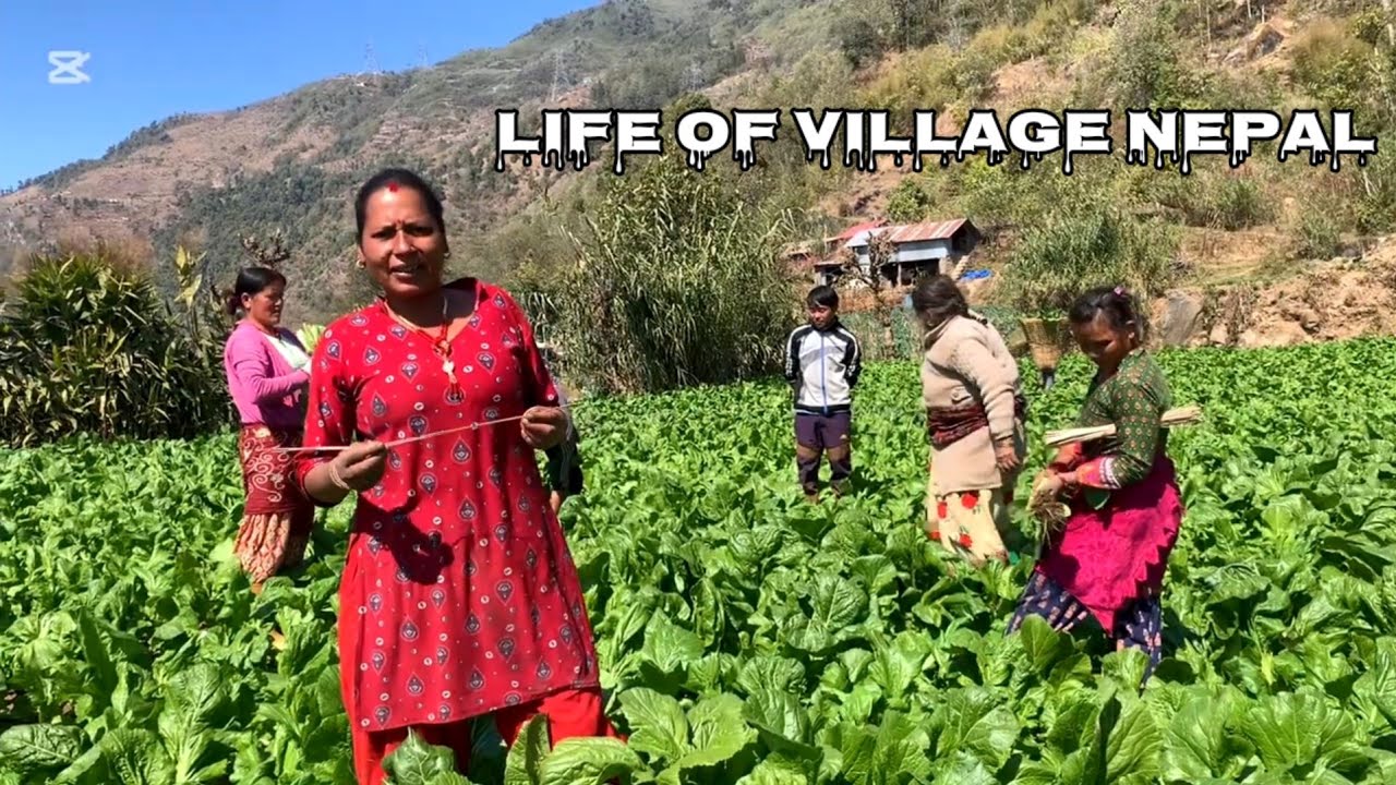 Unseen Traditional Simple Nepali Mountain Village || Beautiful Atmosphere Of Rural East Nepal