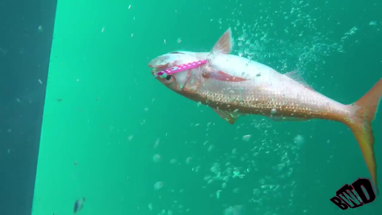Slow jigging Semporna Sabah - Team Borneo World Deepsea.
