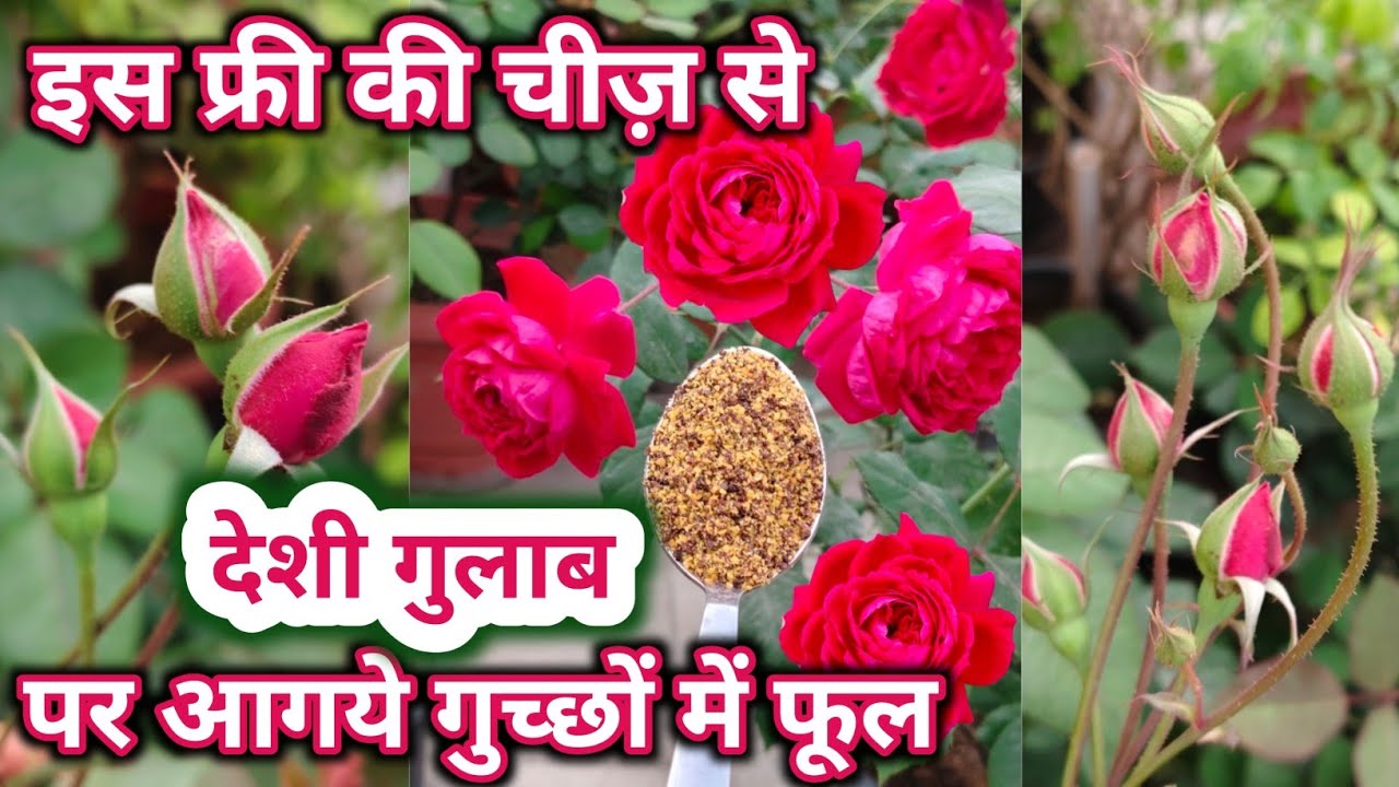 सर्दियों में देशी गुलाब की देखभाल कैसे करें.Rose plant growing tips.Rose plant fertilizer at home.