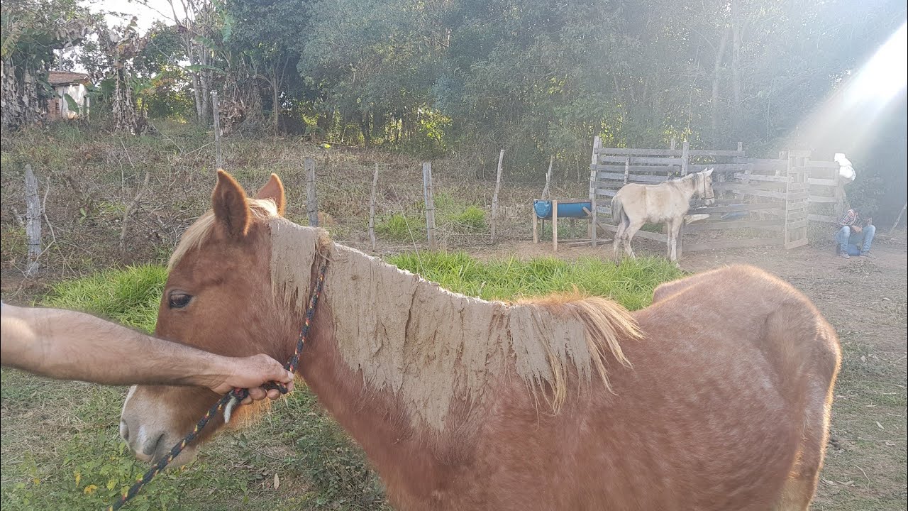 Como tombar a crina do seu cavalo para o lado