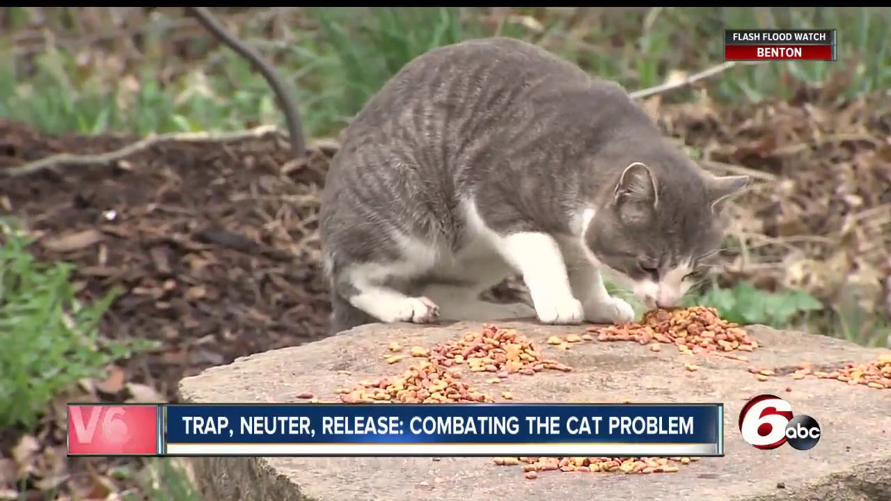 Trap, neuter, release program helping to combat the cat problem in central Indiana