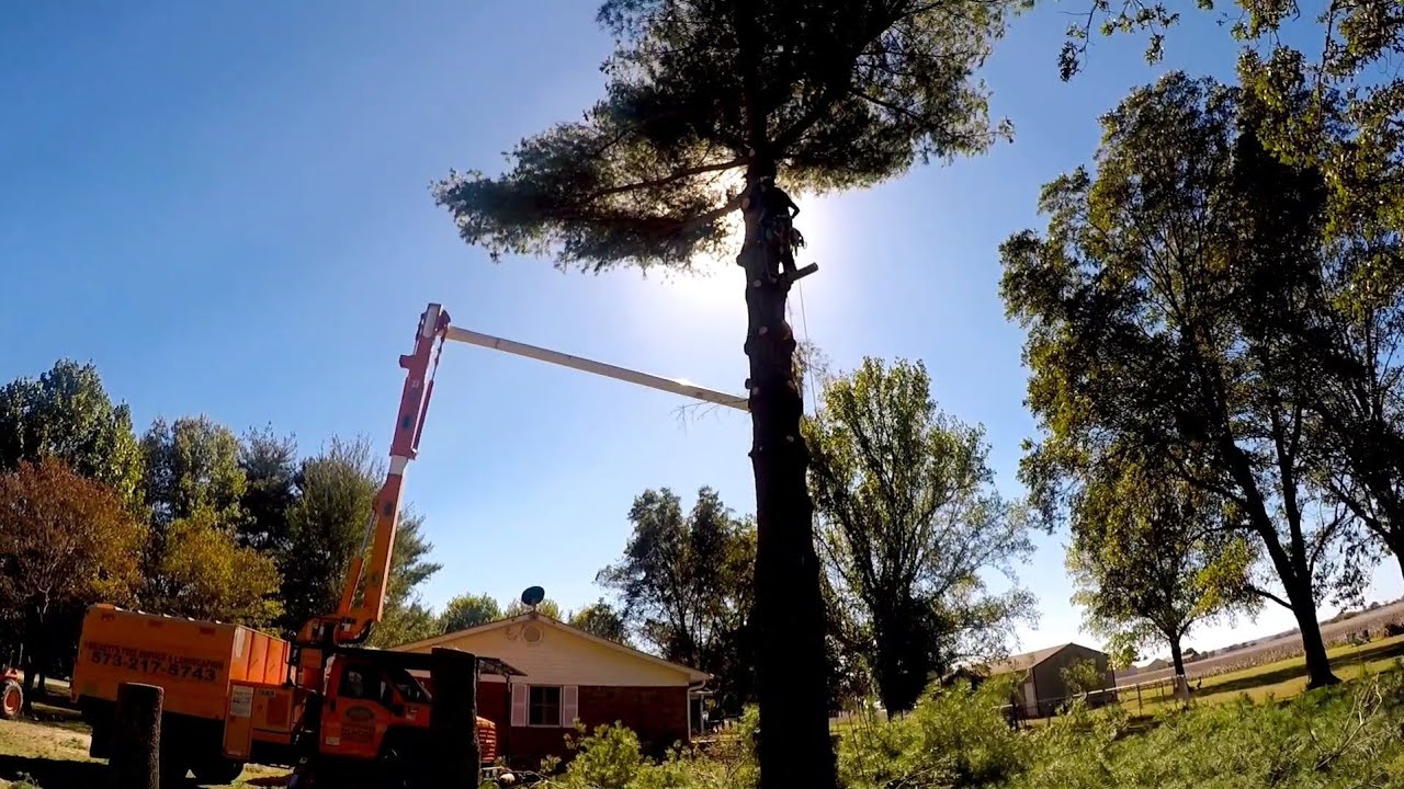 Bucket Truck vs. Climber on Pine Tree Removal 