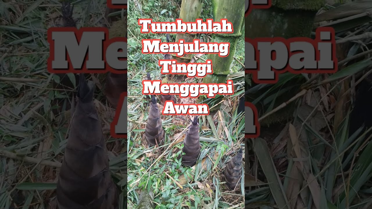Bertumbuhlah Menjulang Tinggi Menggapai Awan  Melawan Angin