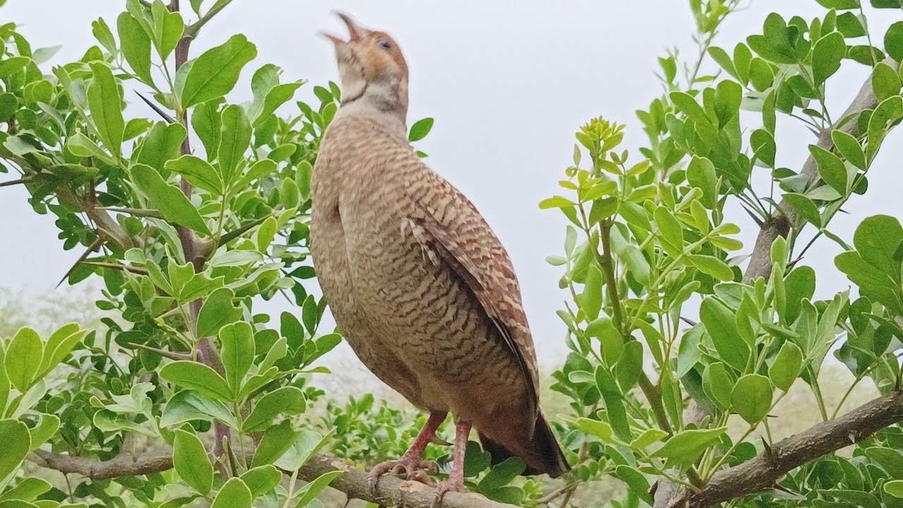 दख्खनी तीतर की आवाज