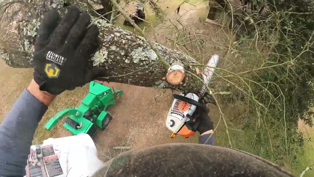 Bucket Truck Removal of Very bushy Tree 02:10:26