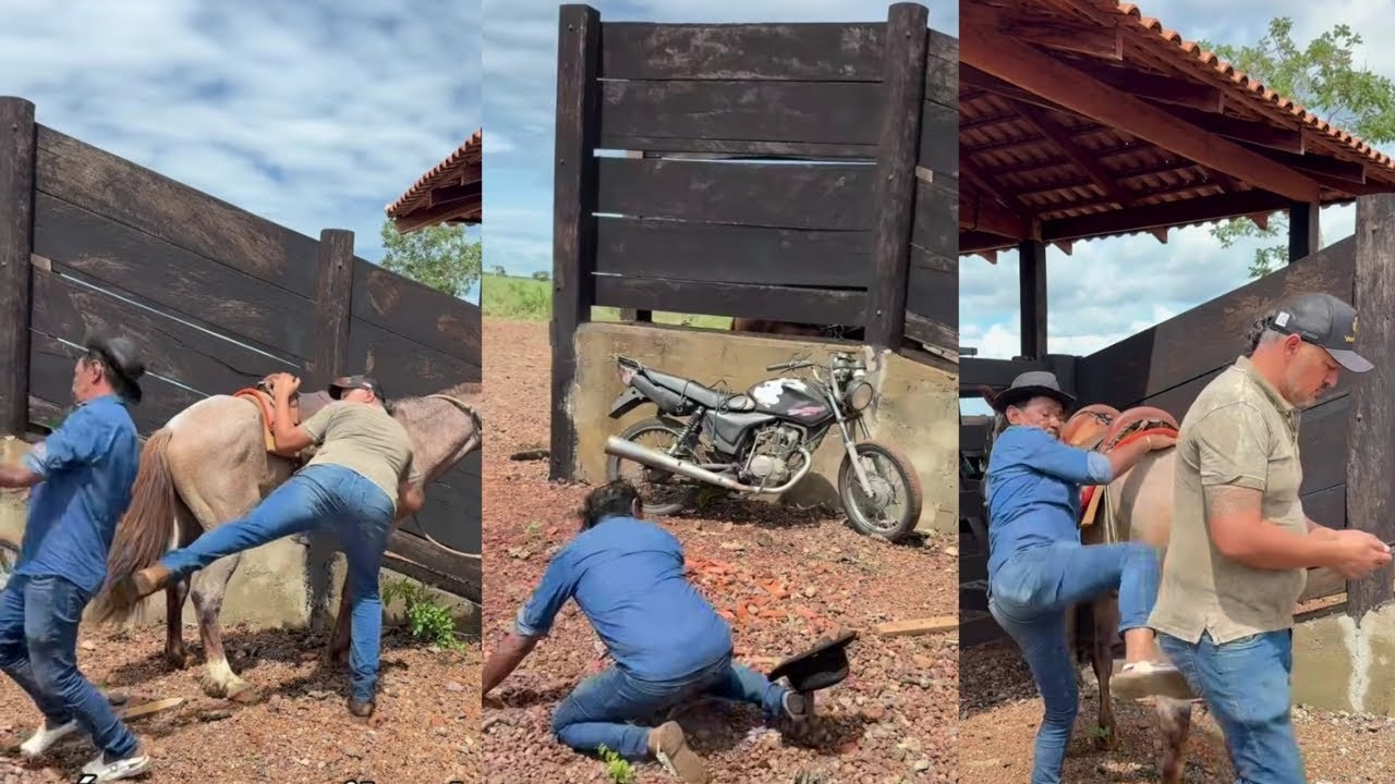Tiringa deu um coice em charlles e foi uma por riba da outra 😂 (comédia selvagem)