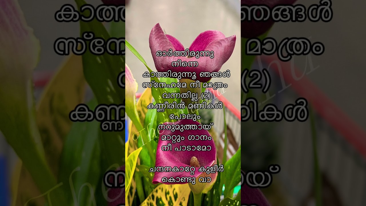 ഭീഷ്മാചാര്യ|ചന്ദനകാറ്റേ #kjyesudashits #spvenkatesh #yousafalikechery