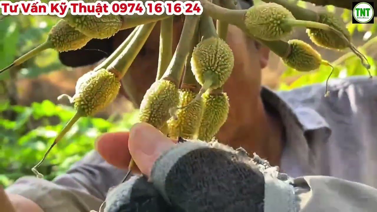 Vườn Sầu Riêng ở Xuân Hòa, Sóc Trăng Đang Giai Đoạn Khô Đuôi Chuột, Chạy Trái - Lưu Ý Về Tưới Nước