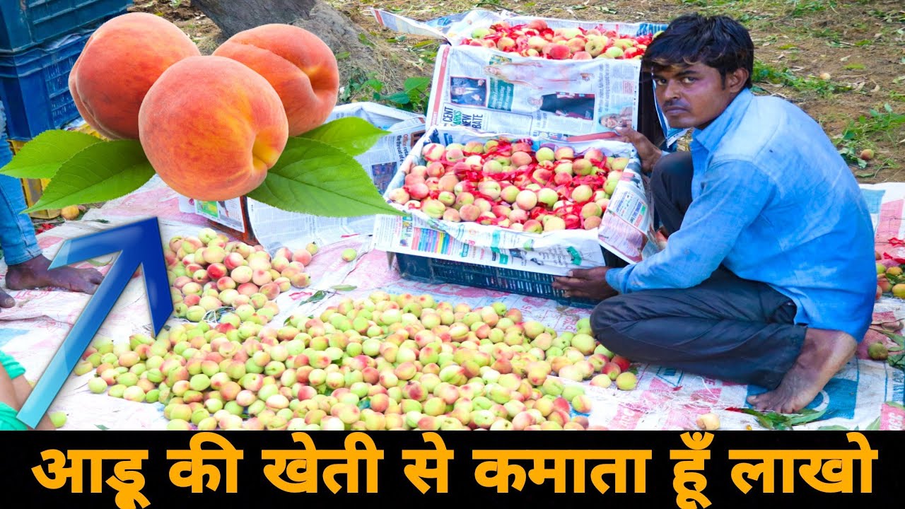 आडू़ 🍑की खेती कैसे करें | How to do Peach Farming in India | आडू़ की खेती के बारे मे पूरी जानकारी