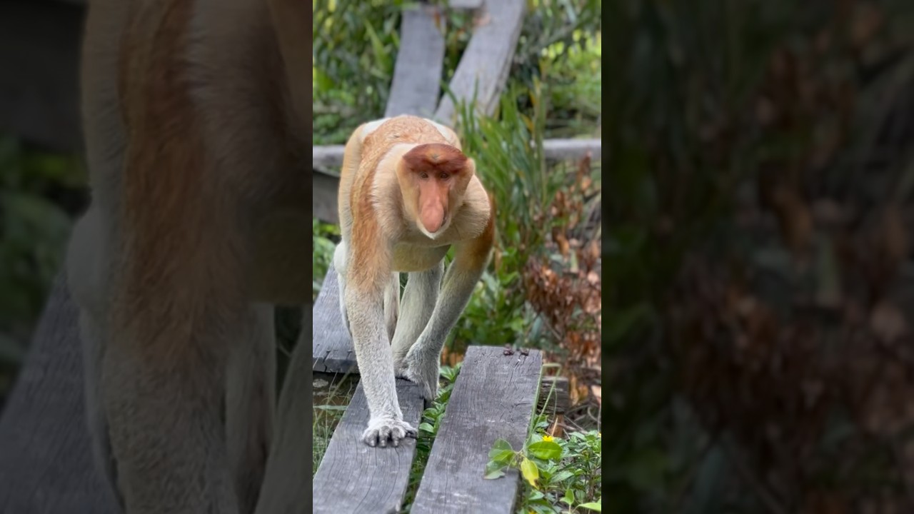 Proboscis monkey - running time. Long-nose monkey. #jungle #proboscismonkey #monkey #rainforest