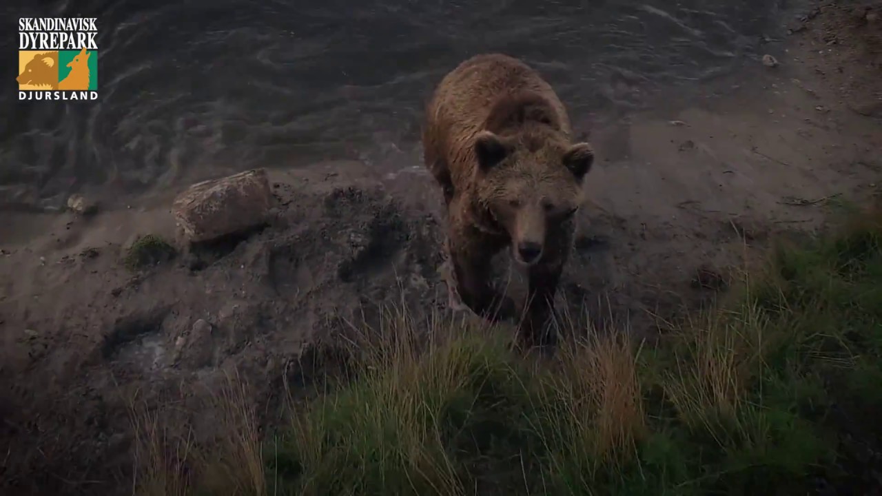 Skandinavisk Dyrepark. Helt naturligt - naturligvis!