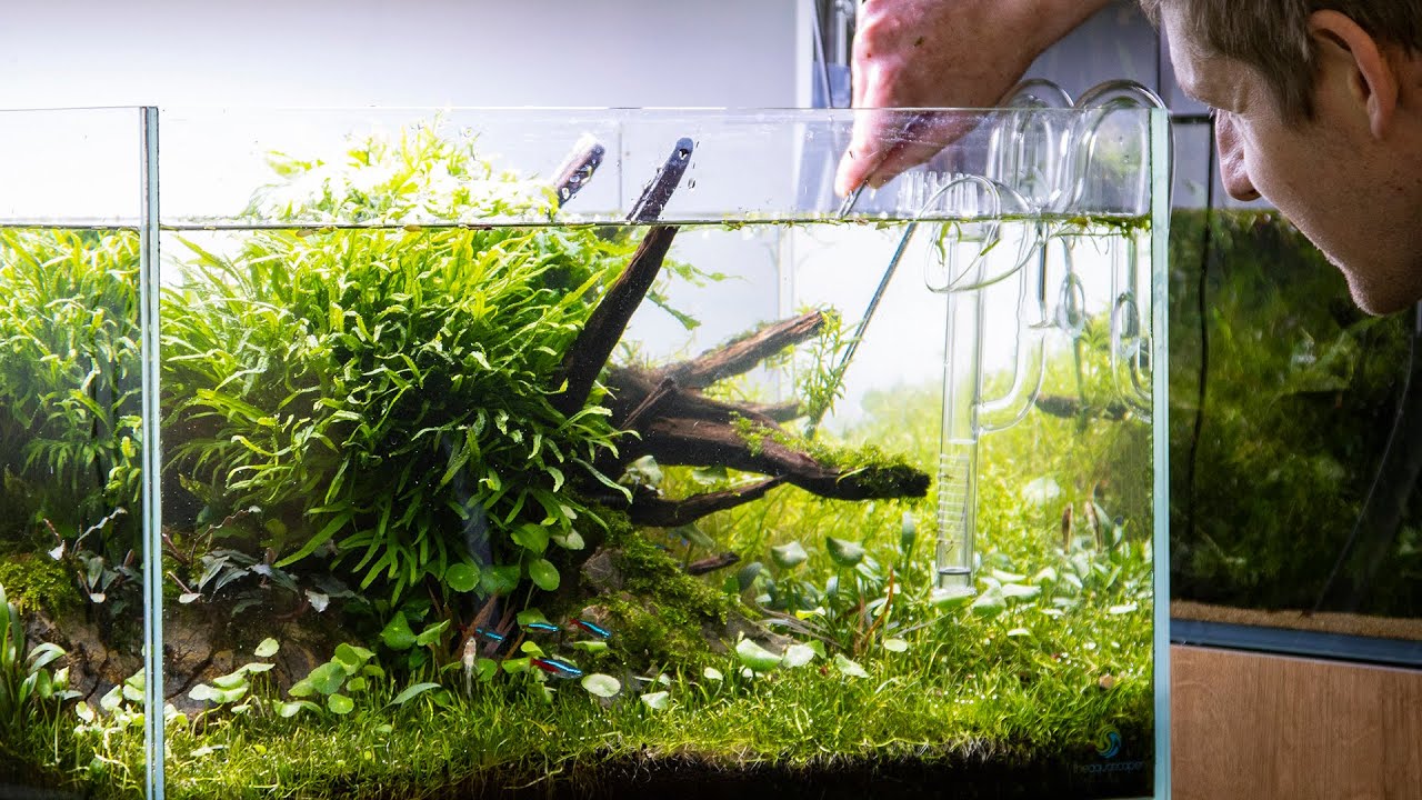 Nature Aquarium Aquascape Maintenance + Chill Beats