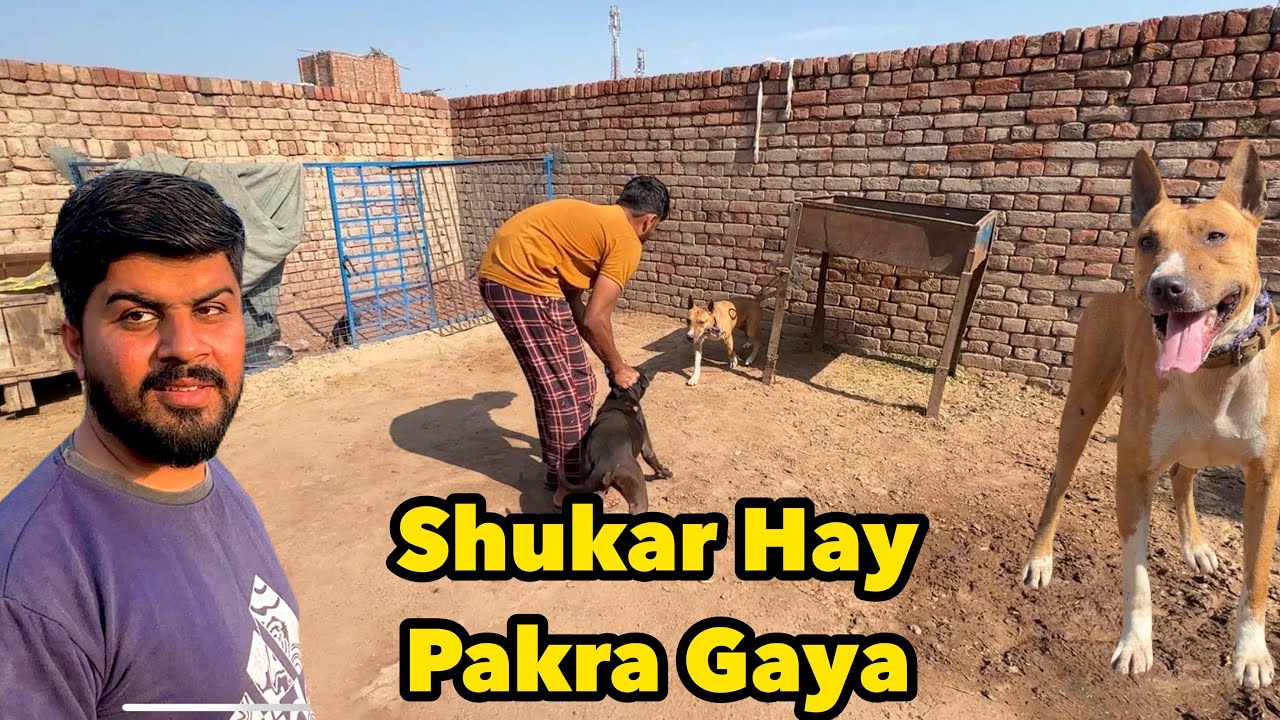 Roman ko pakar liya Shukar Hay Bachat Hu Gai | Punjabi Shok Vlogs