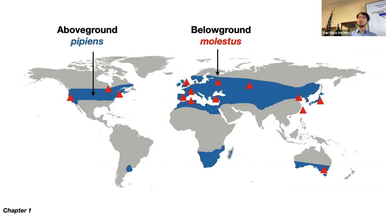Haba: Digging up the truth: The evolutionary genomics of Culex pipiens mosquitoes.