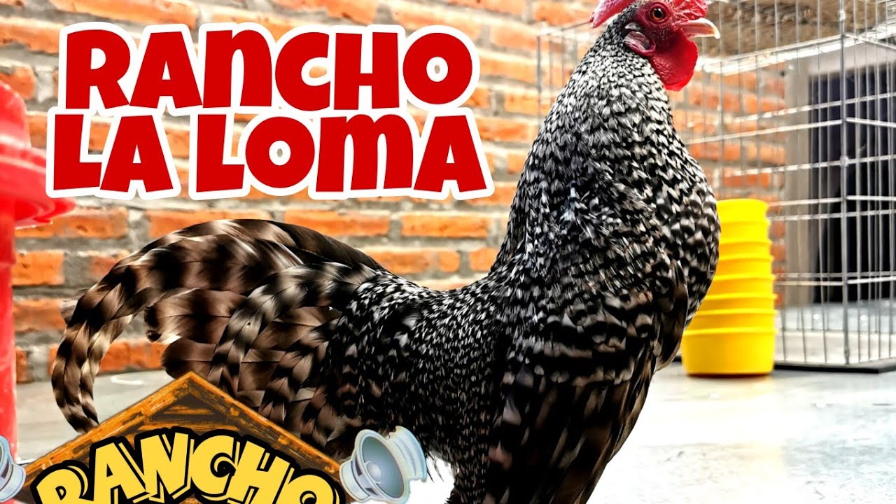 Rancho la loma de compa lalo siempre en una constante mejora