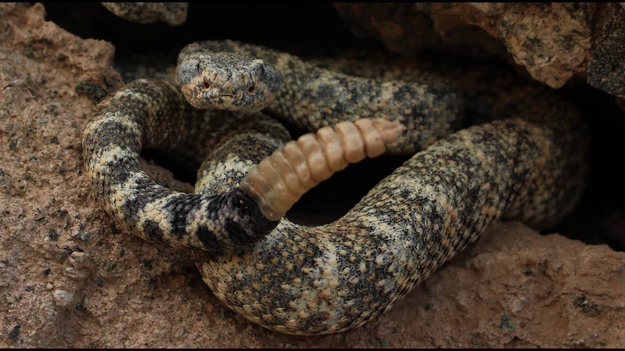 Arizona Herping 2020: Hiking for Snakes (Pt. 1) │Rattlesnakes, Gila Monsters and More!