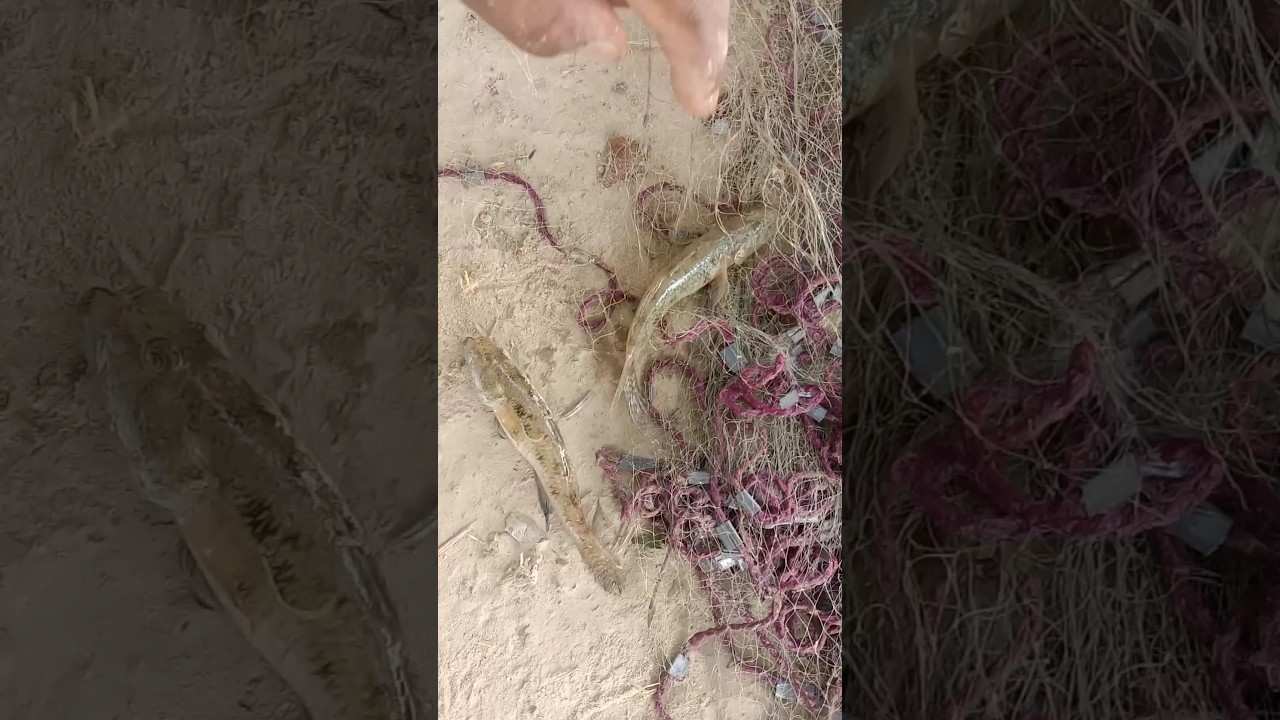 Machhali Net Fishing Current 