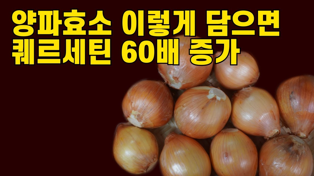 💚양파효소 보약으로 담기💚양파 아직도 즙으로만 드시나요. 보약으로 양파효소 담는 비법을 알려드립니다.