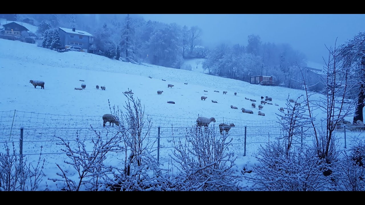 Sheep in Snow