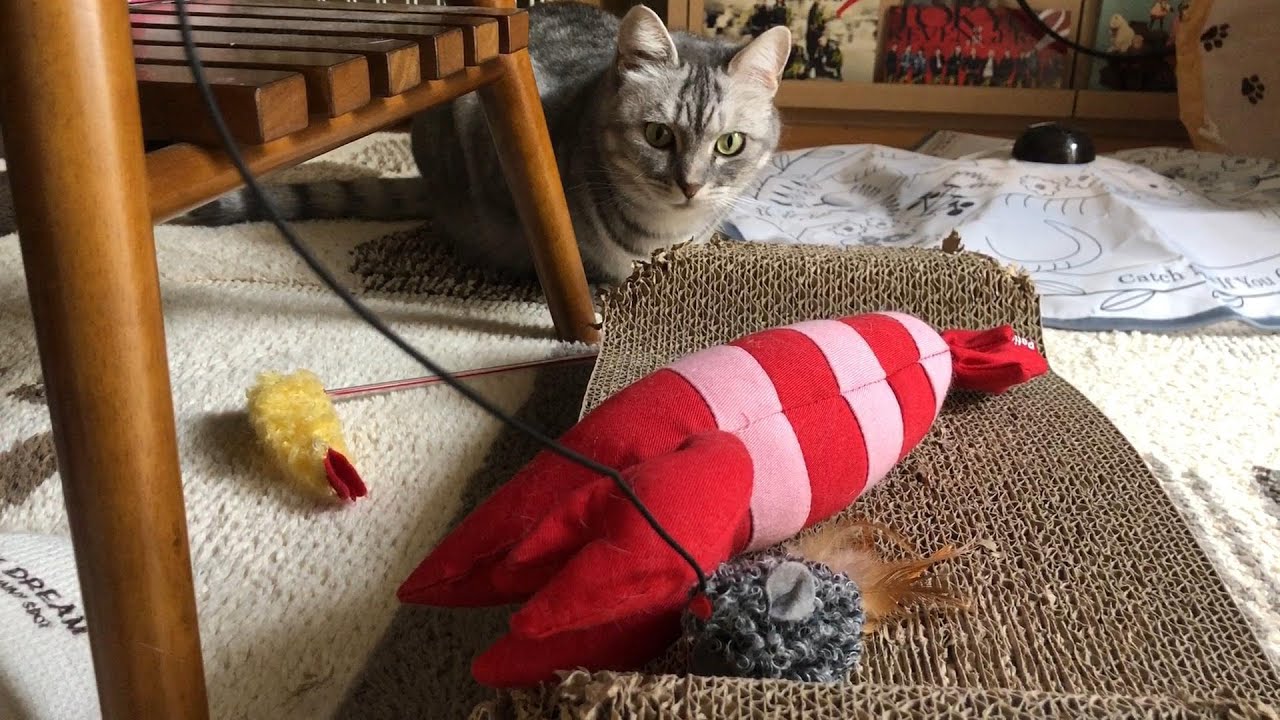 ガジガジ最高！でも今はネズミちゃんに夢中なのにゃ 