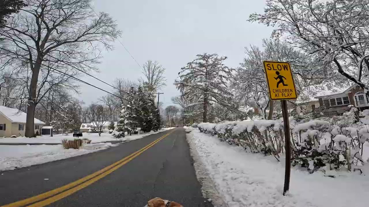 Dog Walk