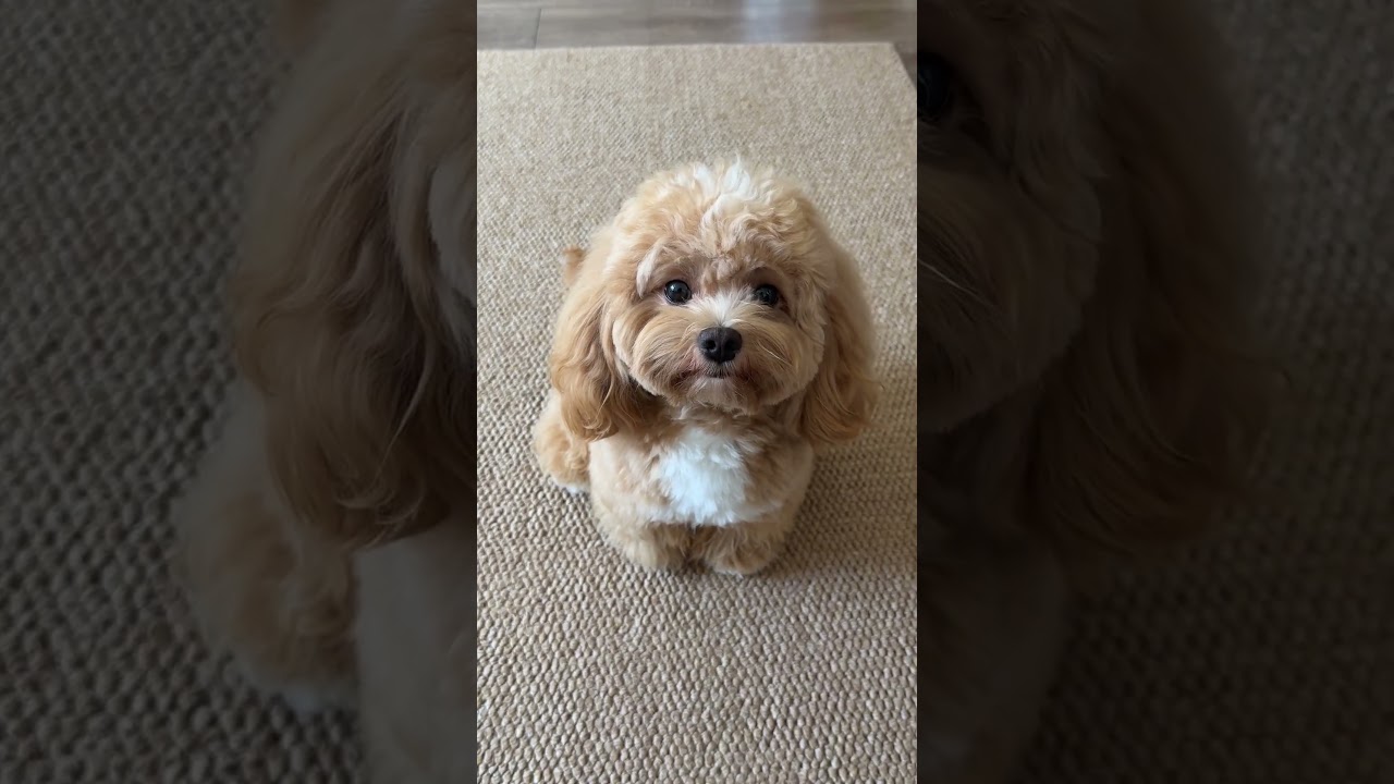 Relax with Pets 🐾 | Soft Piano Violin for Sweet Souls