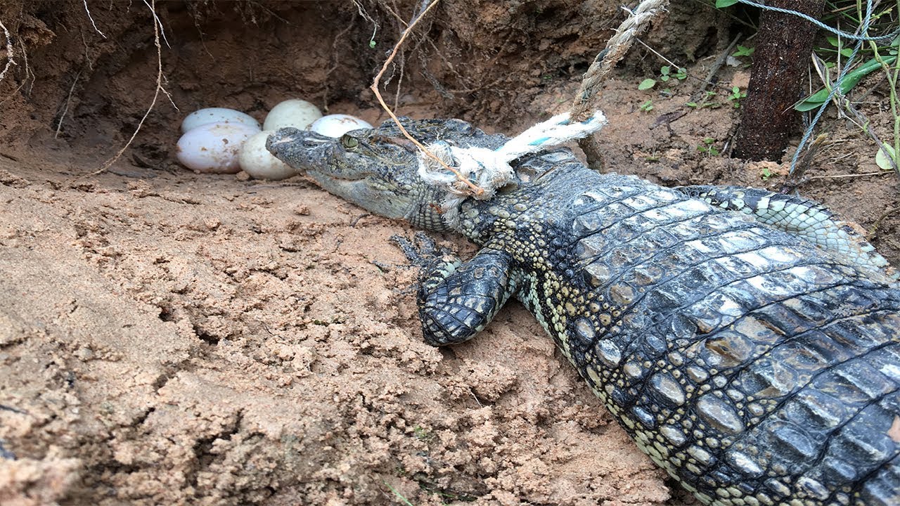 Awesome Creative Man Make Quick Crocodile Trap And Place This Trap Near Crocodile Eggs