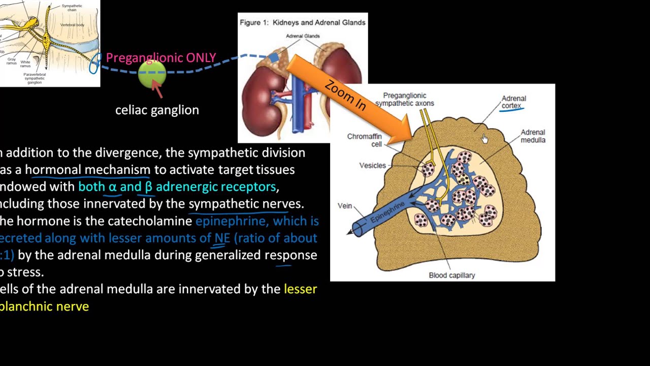 Sympathetic Division of the Autonomic Nervous System (ANS) Anatomy and Physiology, Horner Syndrome