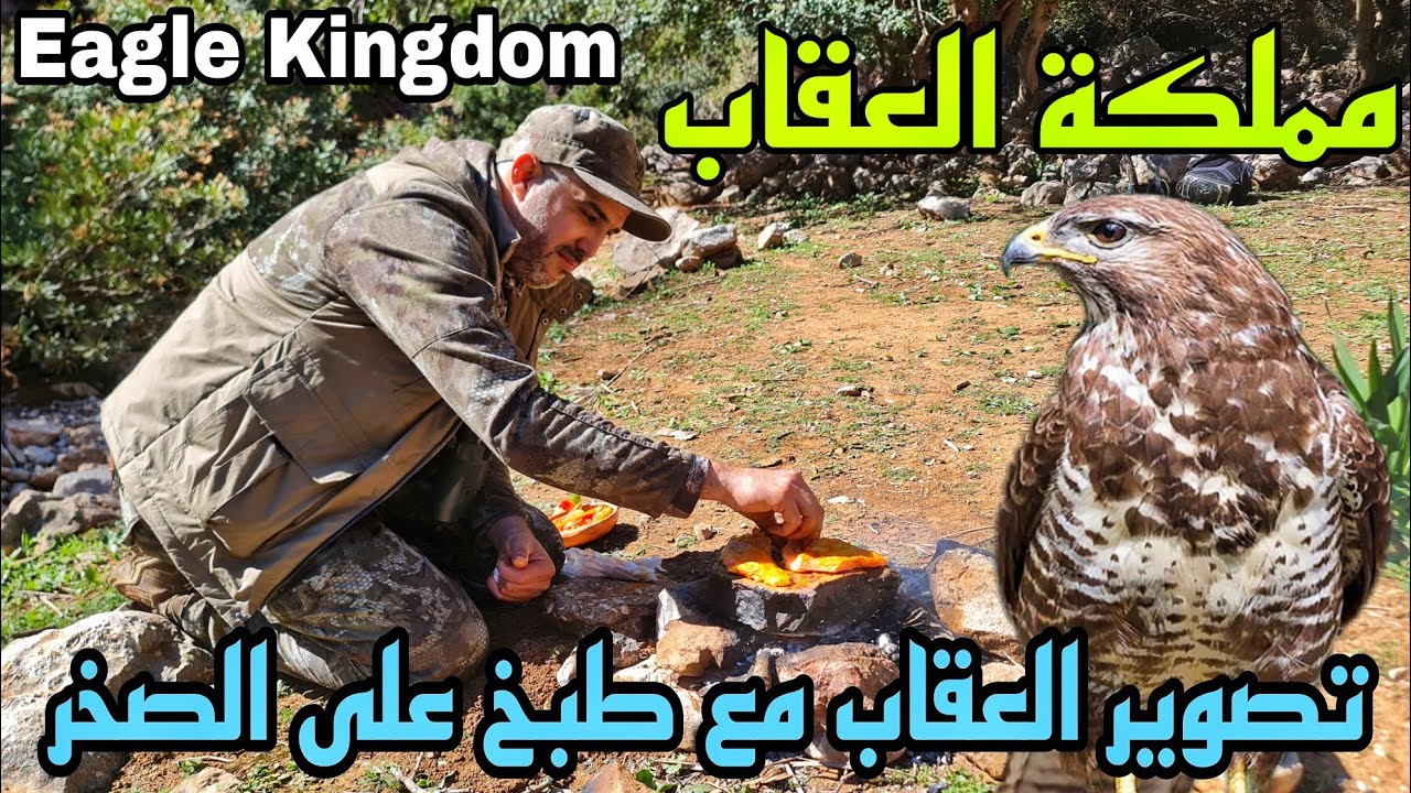 عودة العقاب الى العش و طبخ اللحم على الصخر