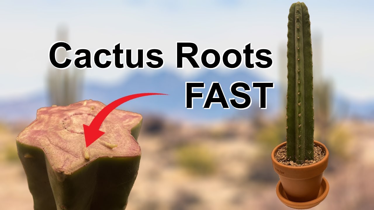 How To Root Cactus Cuttings FAST!