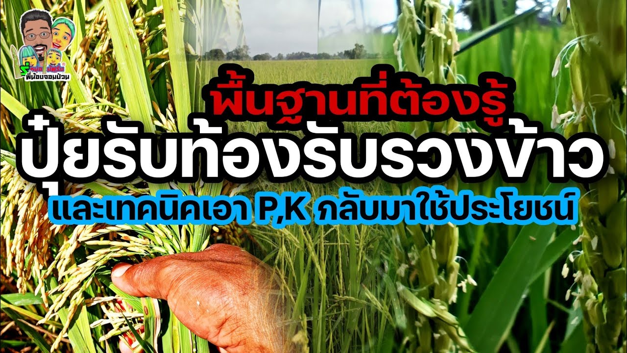 เรียนรู้พื้นฐานปุ๋ยรับท้องและรับรวงข้าวพร้อมเทคนิคการนำธาตุP2O5, K2O ในดินกลับมาใช้ประโยชน์สูงสุด