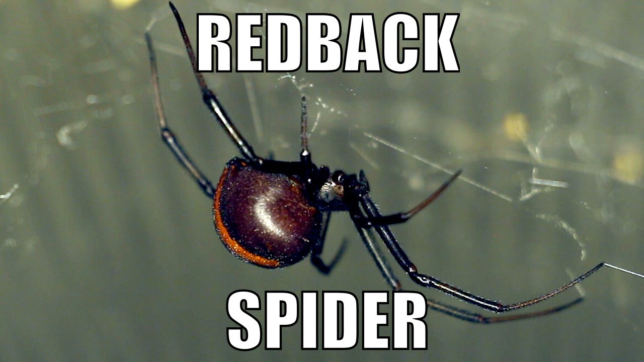 Redback Spider, Deadly Australian - Latrodectus hasselti. Biodiversity Shorts #17