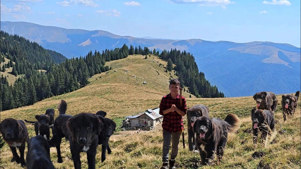 CIOBANESTII CORBI DE LA STANA LUI GICA,TIN URSUL LA DISTANTA.STANA IN MUNTII BUCEGI.