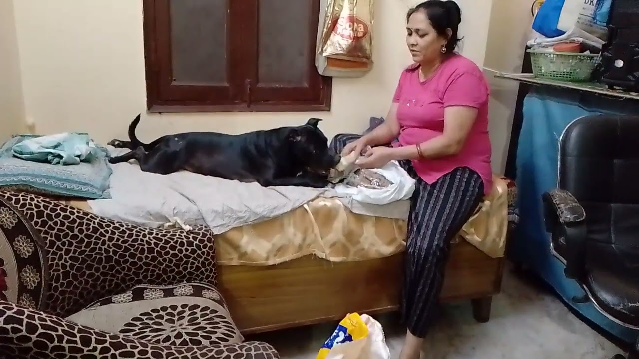 देखो मम्मी को कहती है मुझे निकलने दो देखो क्या कर रही है 🐶🥰🦴#dog#viral#video#punctual cherry#YouTube