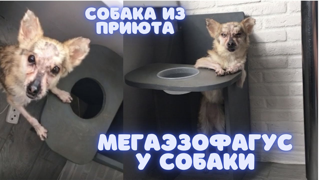 #мегаэзофагус у собак