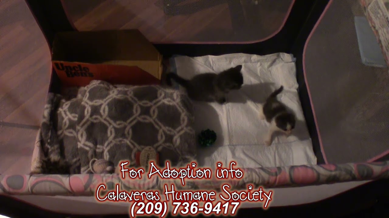 Neonatal foster kitten playing baby kitten 😸  clovers chosen littles