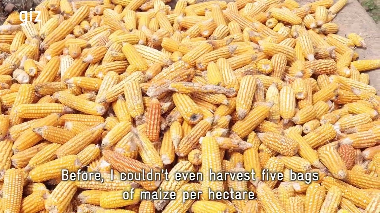 More Diversity, Higher Yields: Demonstration Plots in Burkina Faso´s South-West Region