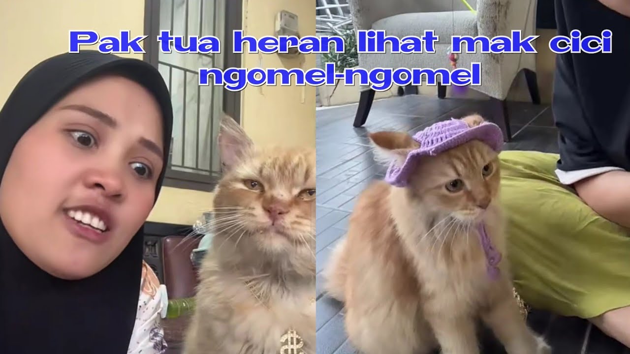Pak tua heran liat mak cici ngomel-ngomel 🤣 #kucingpororo #cicichania #inipororo